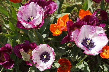 Obraz na płótnie Canvas Cultivation of tulips