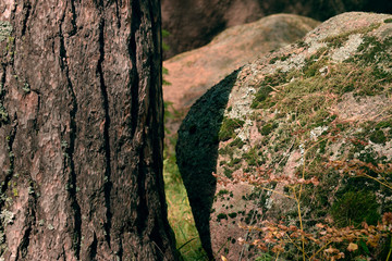 rock and tree