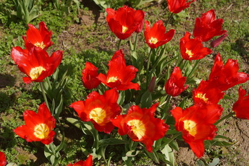 Arcadia tulips