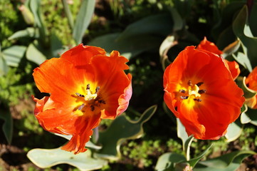 Arcadia tulips