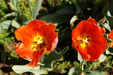 Obraz premium Arcadia tulips