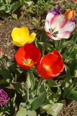 Obraz na płótnie Canvas Cultivation of tulips