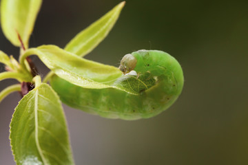 Caterpillar crawling on leaf