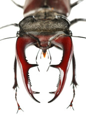 Giant beet mandibles