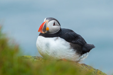 Puffins on the Latrabjarg cliffs, a promontory and the westernmost point in Iceland	