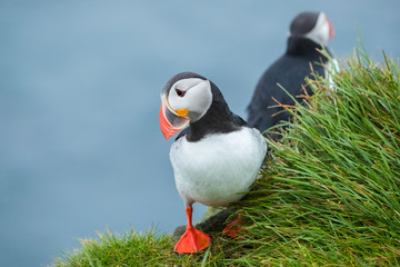 Puffins on the Latrabjarg cliffs, a promontory and the westernmost point in Iceland	
