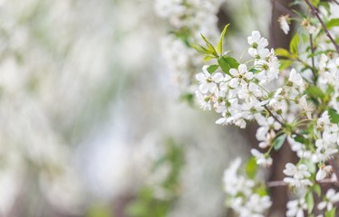 spring tree blossom