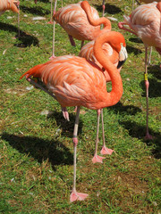 Full length of bright pink flamingo
