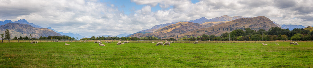 Sheep on the meadow in the morning at the South Island of New Zealand.	