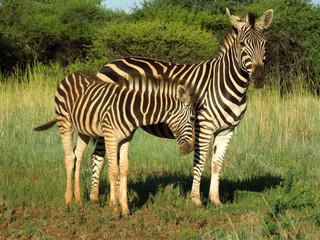 Fototapeta na wymiar Zebra mother and calf in Kruger National Park
