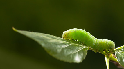 Green caterpillar