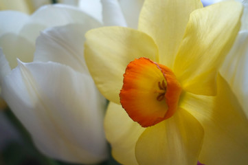 Fototapeta na wymiar White tulip and narcissus spring flowers close uo