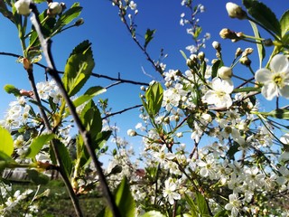 Spring flowers 