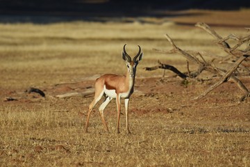 Springbock (antidorcas marsupialis) in der Kalahari (Namibia)