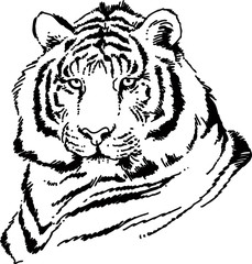 tiger head full face