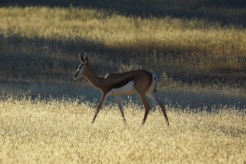 Springbock (antidorcas marsupialis) in der Kalahari (Namibia)