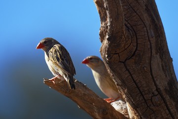 Blutschnabelweber (Quelea quelea) in der Kalahari in Namibia