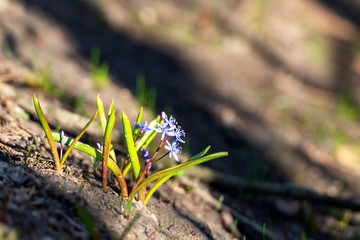 beautiful spring forest flowers