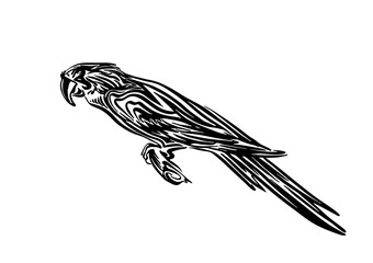 Hand drawn sitting macaw parrot outline sketch. Vector bird black ink drawing isolated on white background. Graphic animal illustration