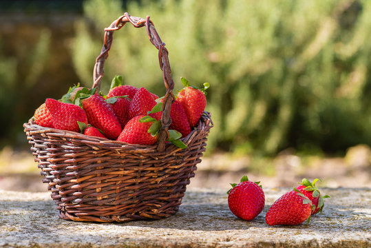 Basket of freshly picked strawberries in the garden