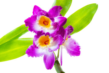 branch of purple orchid dendrobium with leaves is isolated on white background