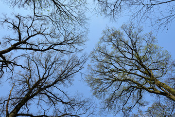 bäume im park liedberg