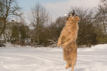 Golden Retriever im Schnee