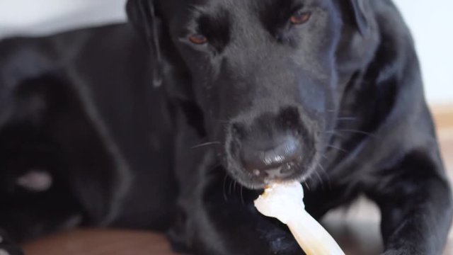 black dog labrador retriever gnaws a small polymer bone