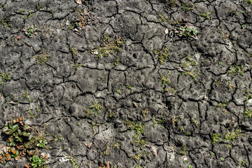 Dry, cracked earth, greens. The concept of drainage of land, lack of fresh water.