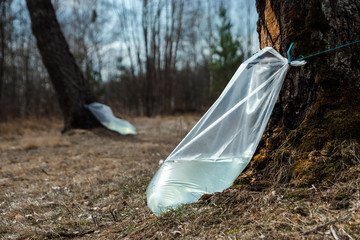 Industrial harvesting of birch sap. Spring collection of birch sap. Clean drink.