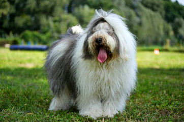 old english sheepdog
