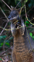 Swamp wallaby eating leaves in Australian bush