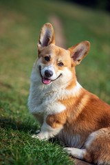 ritratto di welsh corgi