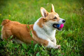 welsh corgi corre con una pallina in bocca