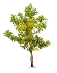 Tree with beautiful yellow flowers isolated on white background