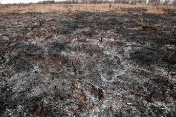 Scorched earth, spring fires. A field with burnt grass. The destruction of insects.