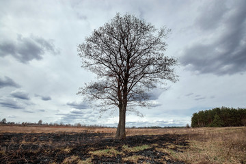Natural landscape dry tree gray clouds, drought, shortage, shortage of fresh water.