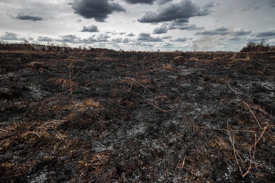 Scorched earth, spring fires. A field with burnt grass. The destruction of insects.