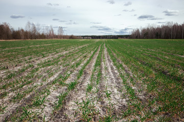 Row pozazhennoy culture in arable land, raised crops in a row. Horizontal perspective view. The concept of the beginning of growth, farming, the beginning of the season.