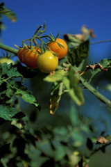 Tomates Orange de Bourguoin