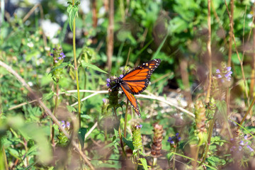 butterfly on flower