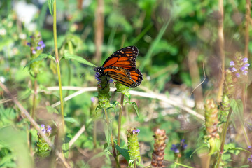 Fototapeta na wymiar Butterfly