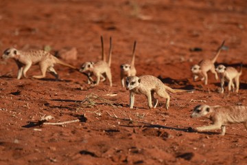 Erdmännchen (suricata suricatta) in der Kalahari.