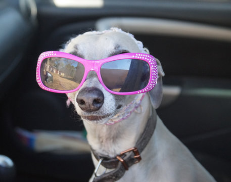 Dog and woman funny video new arrivals