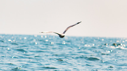 seagull flying over the sea