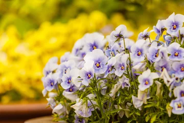 Poster Closeup of beautiful blue flowers, pansies © Voyagerix