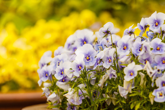 Closeup of beautiful blue flowers, pansies
