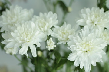 white flowers close up