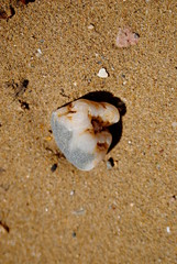 Caillou dans le sable