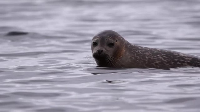 Seehund in Kiel Schilksee macht dramatischen Abgang